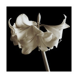 Amarilis Lámina giclée por Michael Harrison
