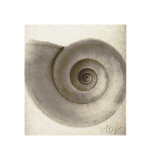 Snail Shell Giclee Print by Mandolfo 