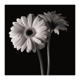Gerber Daisies I Giclée-tryk af Michael Harrison