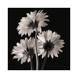 Margaritas gerbera II Lámina giclée por Michael Harrison Margaritas gerbera II Lámina giclée por Michael Harrison