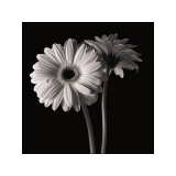 Margaritas gerbera I Lámina giclée por Michael Harrison Margaritas gerbera I Lámina giclée por Michael Harrison
