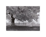 Autumn Morning Giclee Print by Jim Morris