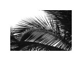 Palms, no. 13 Giclee Print by Jamie Kingham
