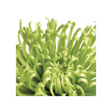 Green Bloom V (detail) Giclee Print by Jenny Kraft