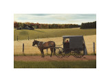 Checking the Pies Giclee Print by Kathleen Green