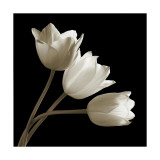 Three Tulips Lámina giclée por Michael Harrison Three Tulips Lámina giclée por Michael Harrison