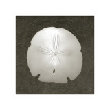 Coastal Keepsake Giclee Print by Erin Clark