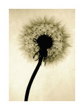 Backlit Dandelion Giclée-tryk af Jenny Kraft
