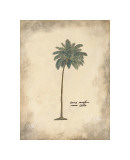 Cocoa Palm Giclee Print by Hewitt 
