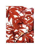 Sunlit Maple I Giclee Print by Jenny Kraft