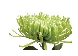 Green Bloom I Giclee Print by Jenny Kraft