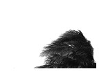Palms, no. 1 Giclee Print by Jamie Kingham