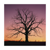 Arboral Afterglow Lámina giclée por Leslie Mueller Arboral Afterglow Lámina giclée por Leslie Mueller