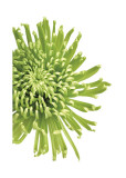 Green Bloom III Giclee Print by Jenny Kraft