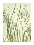 Watery Grasses II Giclee Print by Jenny Kraft Watery Grasses II Giclee Print by Jenny Kraft