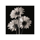 Gerbera II Giclée-Druck von Michael Harrison