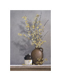 Forsythia Giclee Print by Ray Hendershot