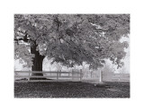 Autumn Morning Giclee Print by Jim Morris