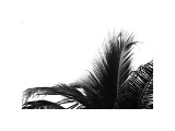 Palms, no. 2 Giclee Print by Jamie Kingham