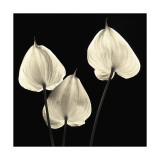 Three Tropicals Giclée-tryk af Michael Harrison