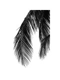 Palms, no. 5 Giclee Print by Jamie Kingham