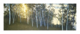 Hillside Birches Lámina giclée por Elissa Gore