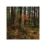 Maple in the Pine Giclee Print by Leslie Mueller
