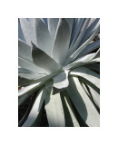Cactus II Giclee Print by Jenny Kraft