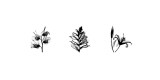 X-Ray Foxglove Triptych Giclee Print by Bert Myers