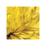 Yellow Mum II Giclee Print by Jenny Kraft