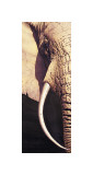 Colmillo Lámina giclée por Ridder