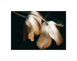 Dew Drops reproduction procédé giclée par David Winston