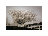 Frosted Tree and Fence Giclee Print by David Winston