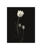 Still Life, Study, no. 6 Lámina giclée por Andrew Ren Still Life, Study, no. 6 Lámina giclée por Andrew Ren