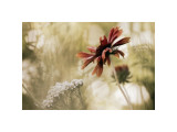 Whisper on the Wind Lámina giclée por David Winston