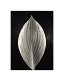 Still Life, Study, no. 3 reproduction procédé giclée par Andrew Ren