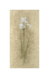 Iris II Giclee Print by B. J. Zhang