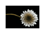 Solitary Blossom reproduction procédé giclée par David Winston