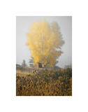 Yellow Tree and Teasel Giclée-Druck von David Winston