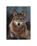 Woodland Pride, Montana Giclee Print by Art Wolfe
