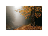 Yellow Leaves in Fog reproduction procédé giclée par David Winston