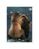 Zwei Bärenjungen Giclée-Druck von Art Wolfe