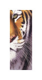 Tiger Eye Giclee Print by Ridder 
