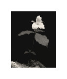 Still Life, Study, no. 4 Lámina giclée por Andrew Ren