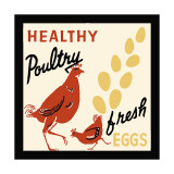 Pollos de calidad: huevos frescos Lámina giclée Pollos de calidad: huevos frescos Lámina giclée