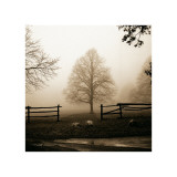Morning Texture Giclee Print by Harold Silverman