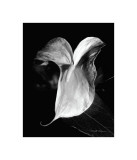 Anthuriums reproduction procédé giclée par Harold Silverman