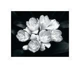 Camellia Bloom reproduction procédé giclée par Harold Silverman