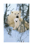 Northern Nursery Giclee Print by Art Wolfe