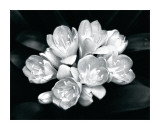 Camellia Bloom Lámina giclée por Harold Silverman